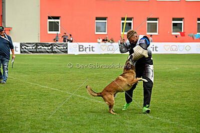 A'Tom Canis Aemona