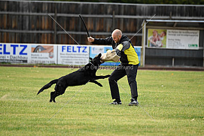 Abby vom Schattenbachtal