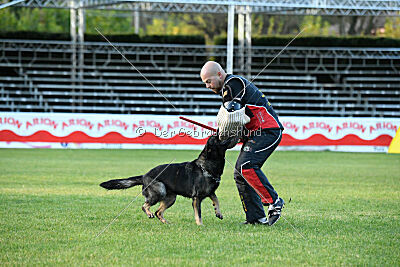 Adele Canis Invictus