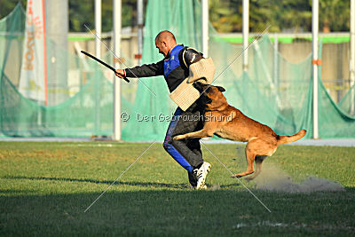 Al Campo Graf Czech