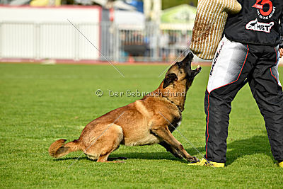 Al Campo Graf Czech