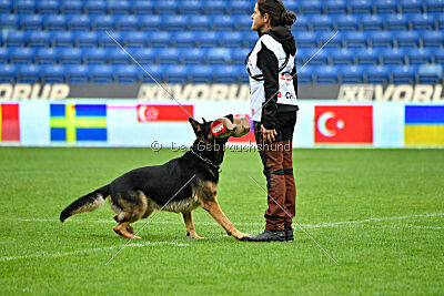 Alvar vom special Highlight