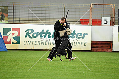 Amirah vom Peiner Burgpark