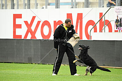 Amirah vom Peiner Burgpark