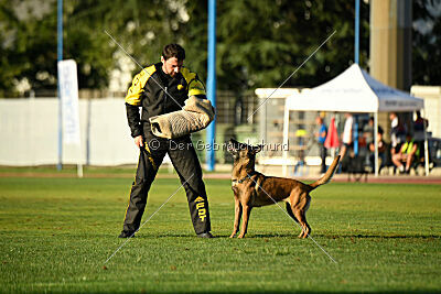 Angry Fox Amidala Padmé