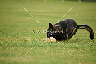 Angry von Starker Wille