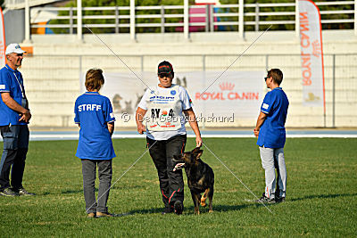 Antey Hitzig Hund