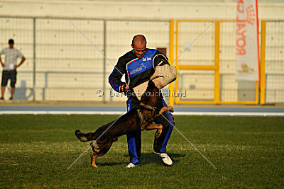 Antey Hitzig Hund