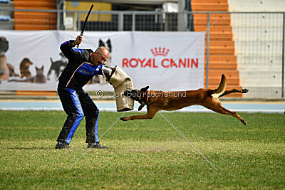 Aramis Red Devils Dog