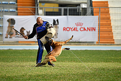 Aramis Red Devils Dog