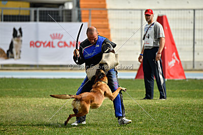 Aramis Red Devils Dog