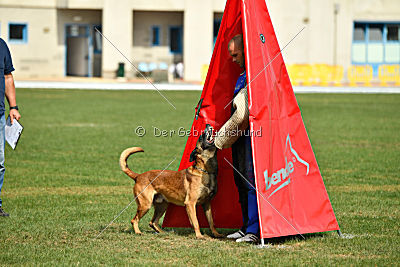Aramis Red Devils Dog