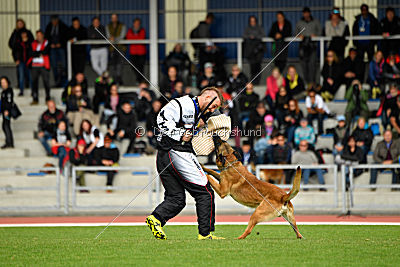 Aramis Red Devils Dog