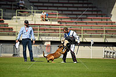 Aramis Red Devils Dog