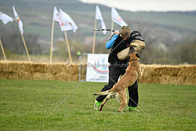 Ari von der Lilienwiese