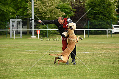 Aron Primus Proeliator