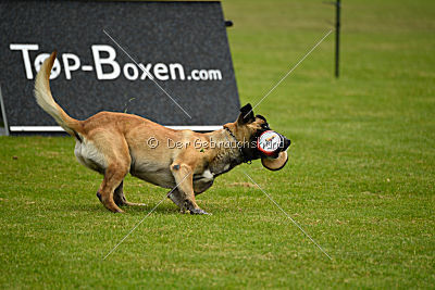 Aron Primus Proeliator