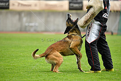 As'Thor Force Canina