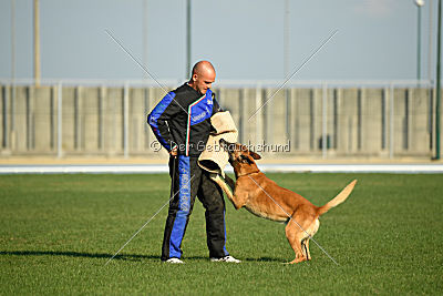 Bagdad vom Clan der Wölfe