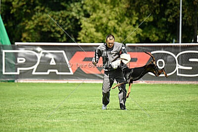 Baghira vom Schildwall