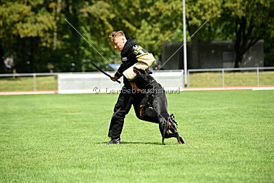 Baghira vom Schildwall