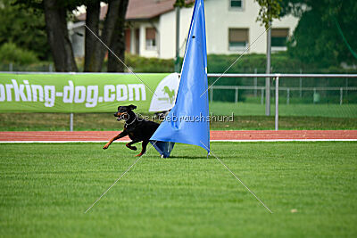 Baghira vom Schildwall