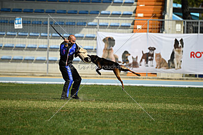 Bak Malinois of Sprajc