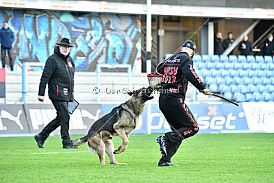 Bandit von Spürsinn