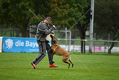 Benga vom Buxtehuder Bullen