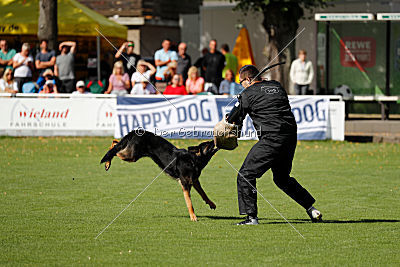 Bexter vom tapferen Krieger