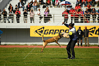 Bomra vom Giannioti Sports Dog