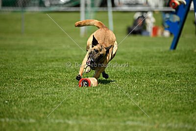 Bondage von Zamonien