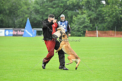 Bondage von Zamonien