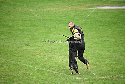 Bono Extreme Arakon Land