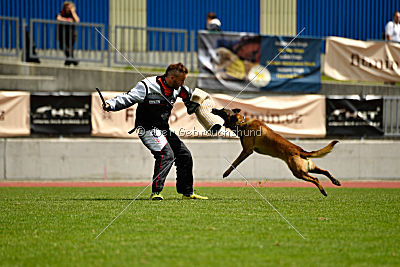 Brixx von der Schwarzen Mamba