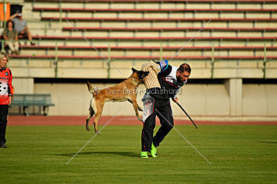 Cadha Force Canina