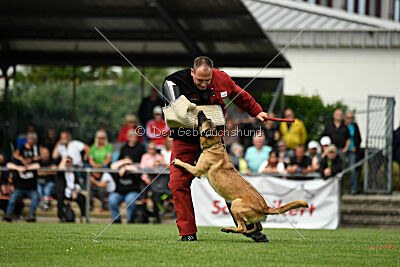 Caja von der schwarzen Mamba