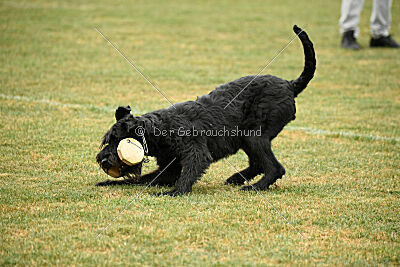 Carotte von Elberfeld