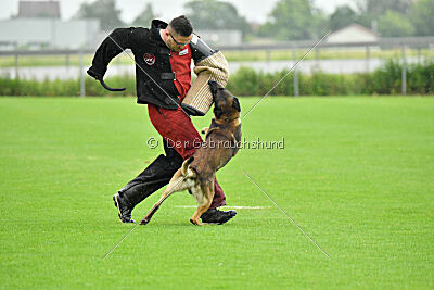 Cassius Dio vom Buxtehuder Bullen