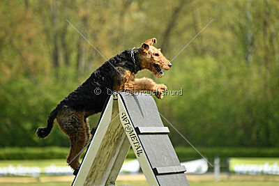 Cedrik vom Roten Milan