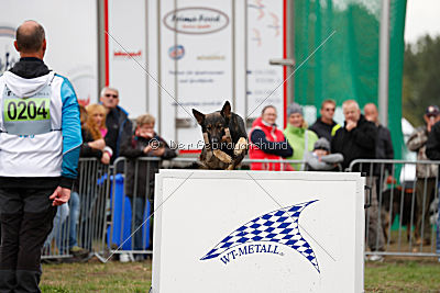 Champ vom Lupus Alpha