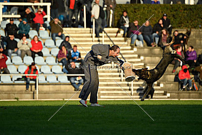 Champ vom Lupus Alpha