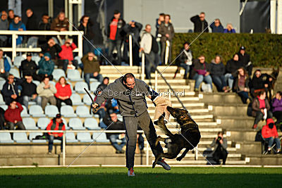 Champ vom Lupus Alpha