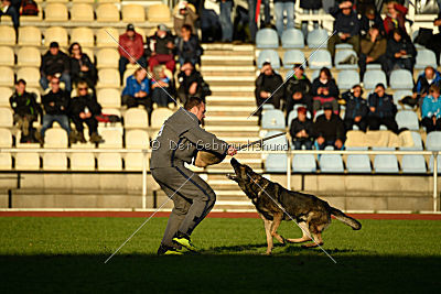 Champ vom Lupus Alpha