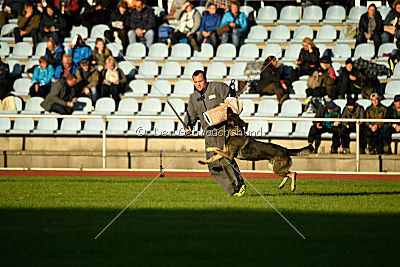 Champ vom Lupus Alpha