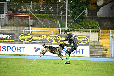 Chapa vom Drachenwolf