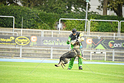Chapa vom Drachenwolf