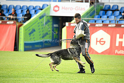 Chapa vom Drachenwolf