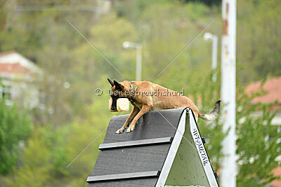 Chicka Force Canina