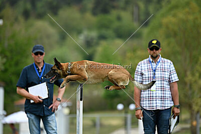 Chicka Force Canina